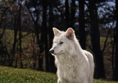 Dire Wolf