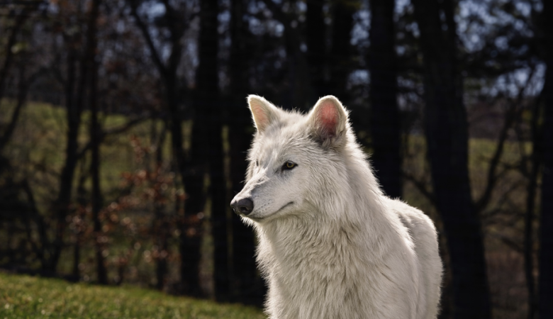 Dire Wolf