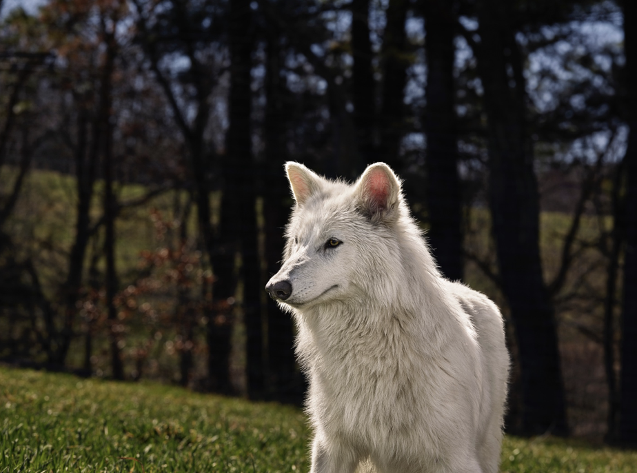 Dire Wolf